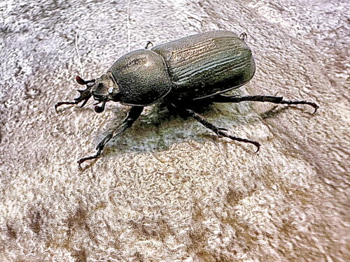 コカブト♀