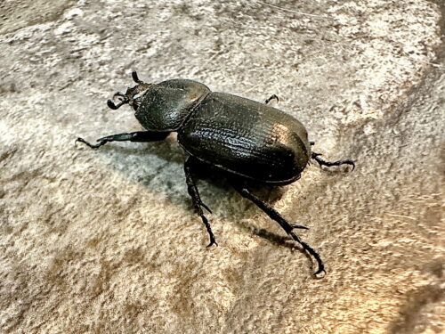 コカブト♀