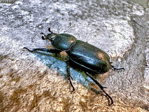 コカブト♀