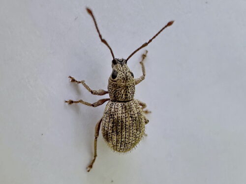 メナガクチブトゾウムシ