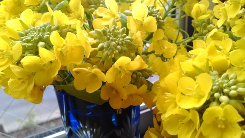 菜の花