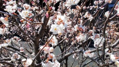 さくらんぼ花