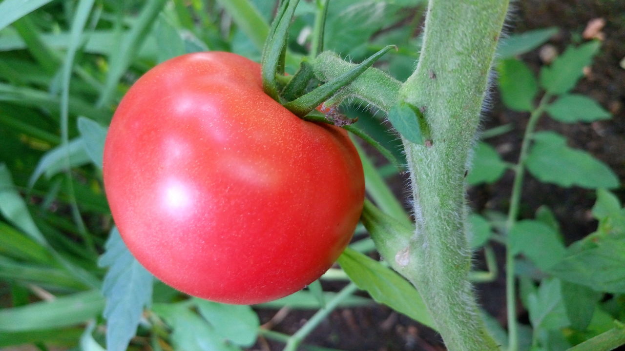 ナス科の植物 ３種類のトマトとコンパニオンプランツ 奥行き１ｍの果樹園