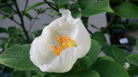 繊細な花弁のヒメシャラ